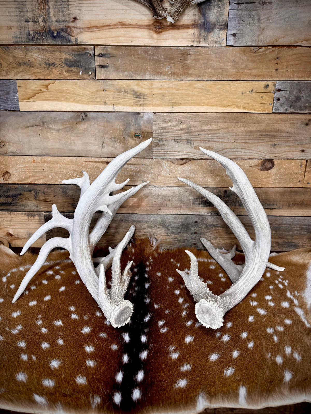 219" Massive Pair of Trophy Whitetail Antlers | 24 Points | Multiple Droptines | 40" Mass