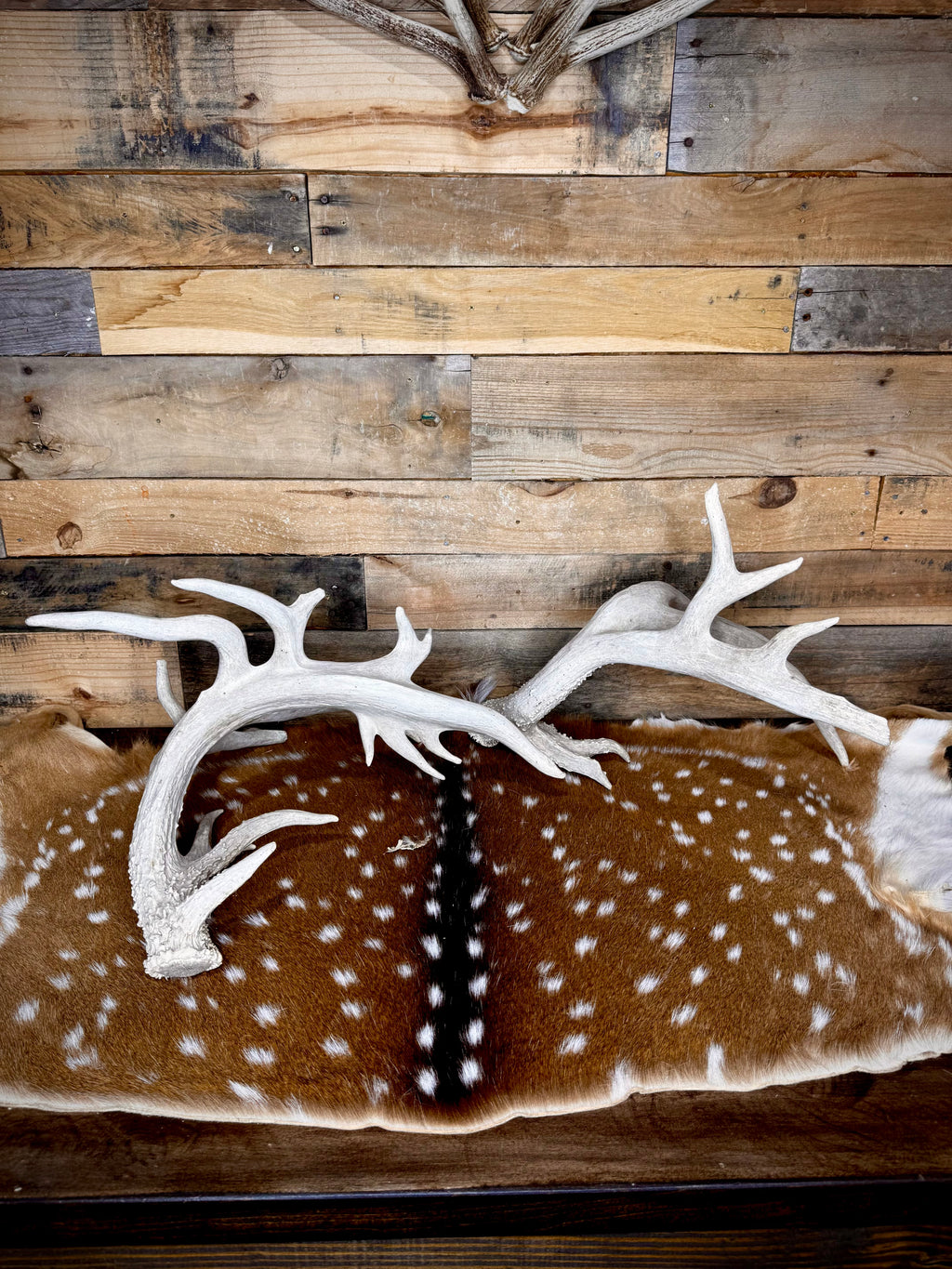 219" Massive Pair of Trophy Whitetail Antlers | 24 Points | Multiple Droptines | 40" Mass