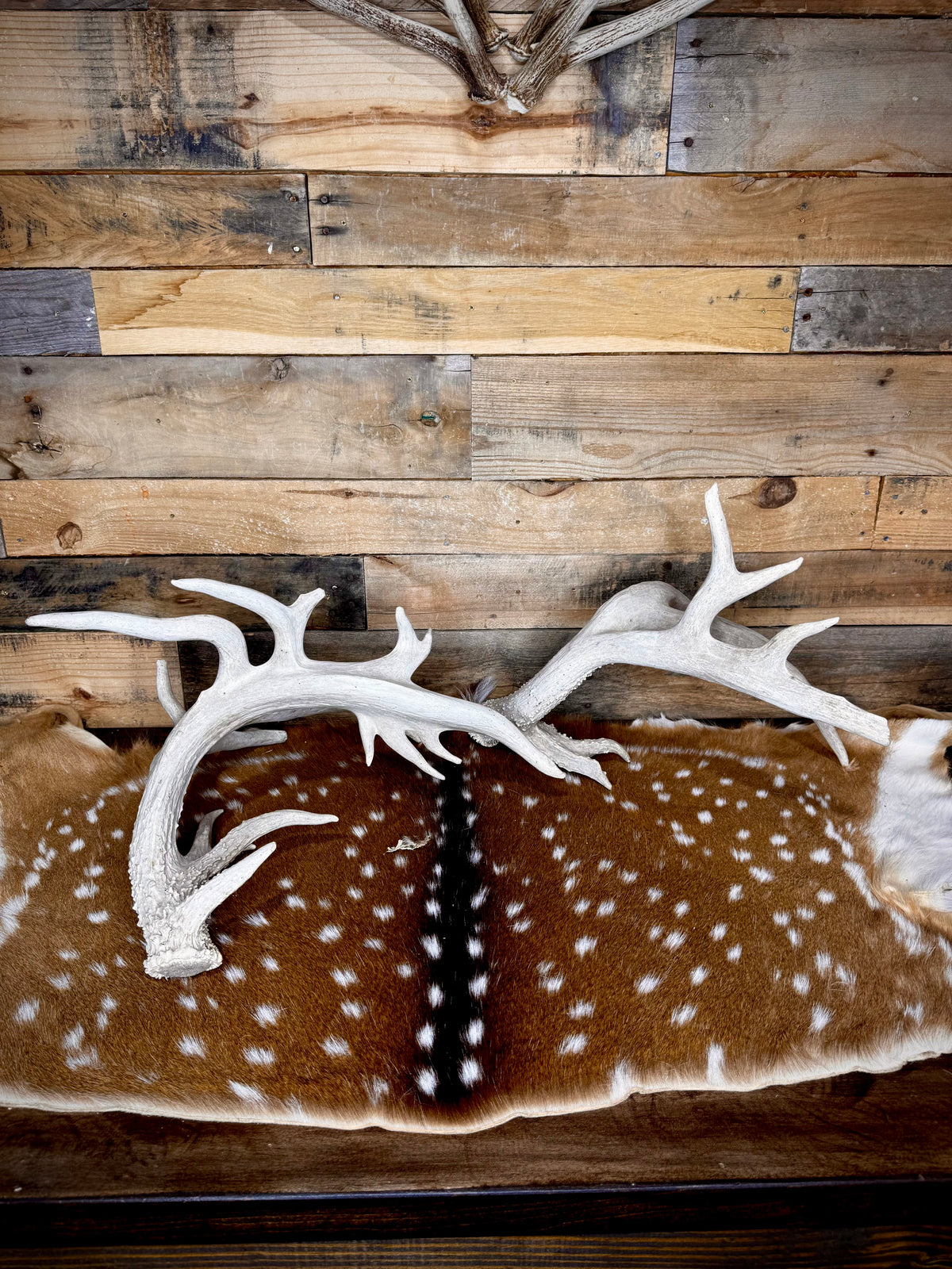219" Massive Pair of Trophy Whitetail Antlers | 24 Points | Multiple Droptines | 40" Mass