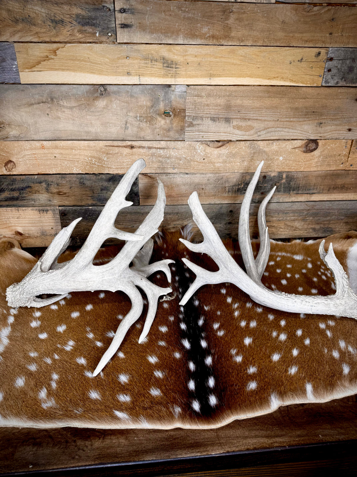 219" Massive Pair of Trophy Whitetail Antlers | 24 Points | Multiple Droptines | 40" Mass