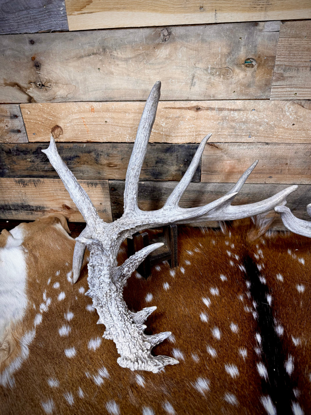 195" Matching Trophy Whitetail Sheds | 20 Points | Exceptional Character | Weathered