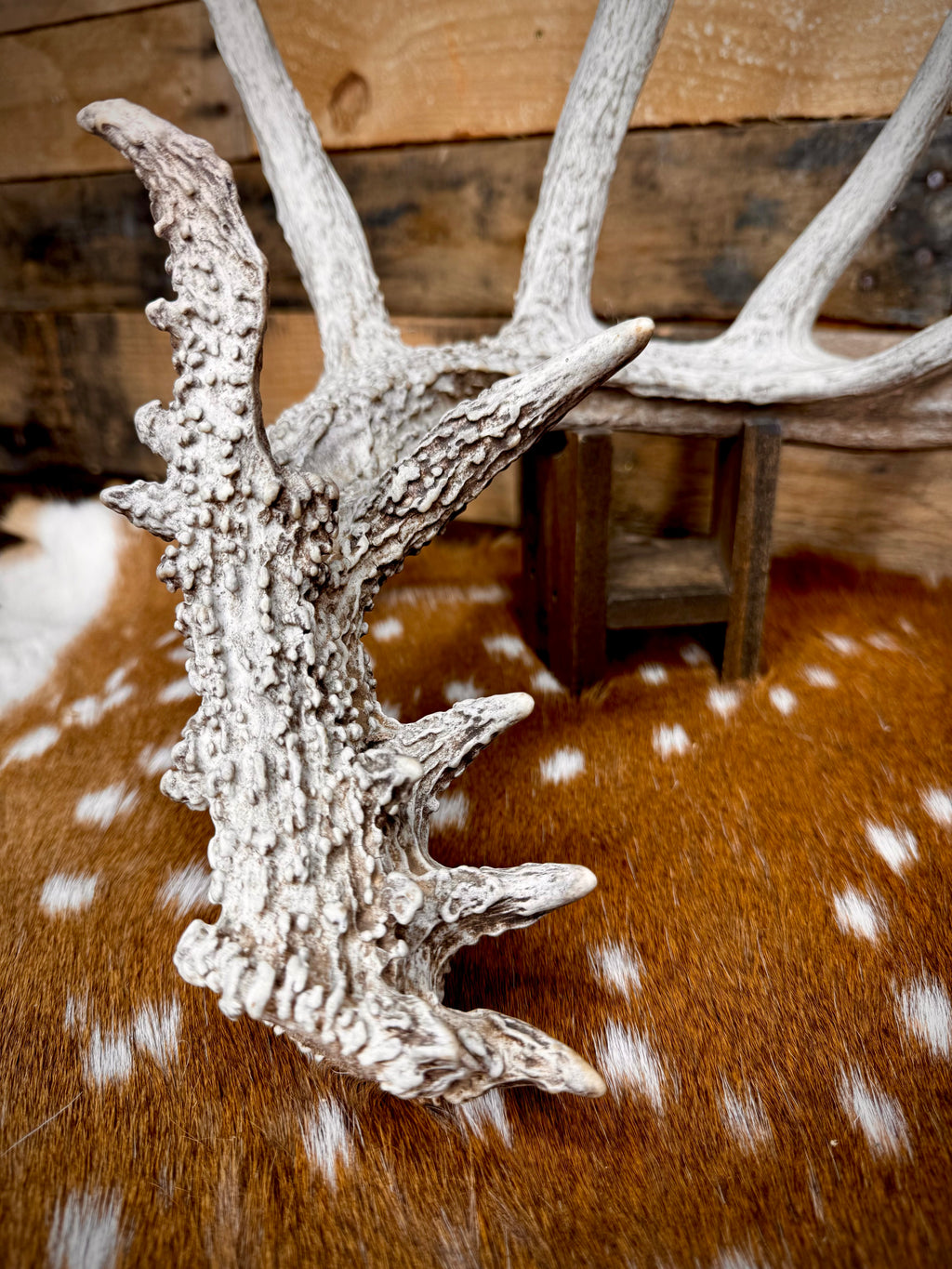 195" Matching Trophy Whitetail Sheds | 20 Points | Exceptional Character | Weathered