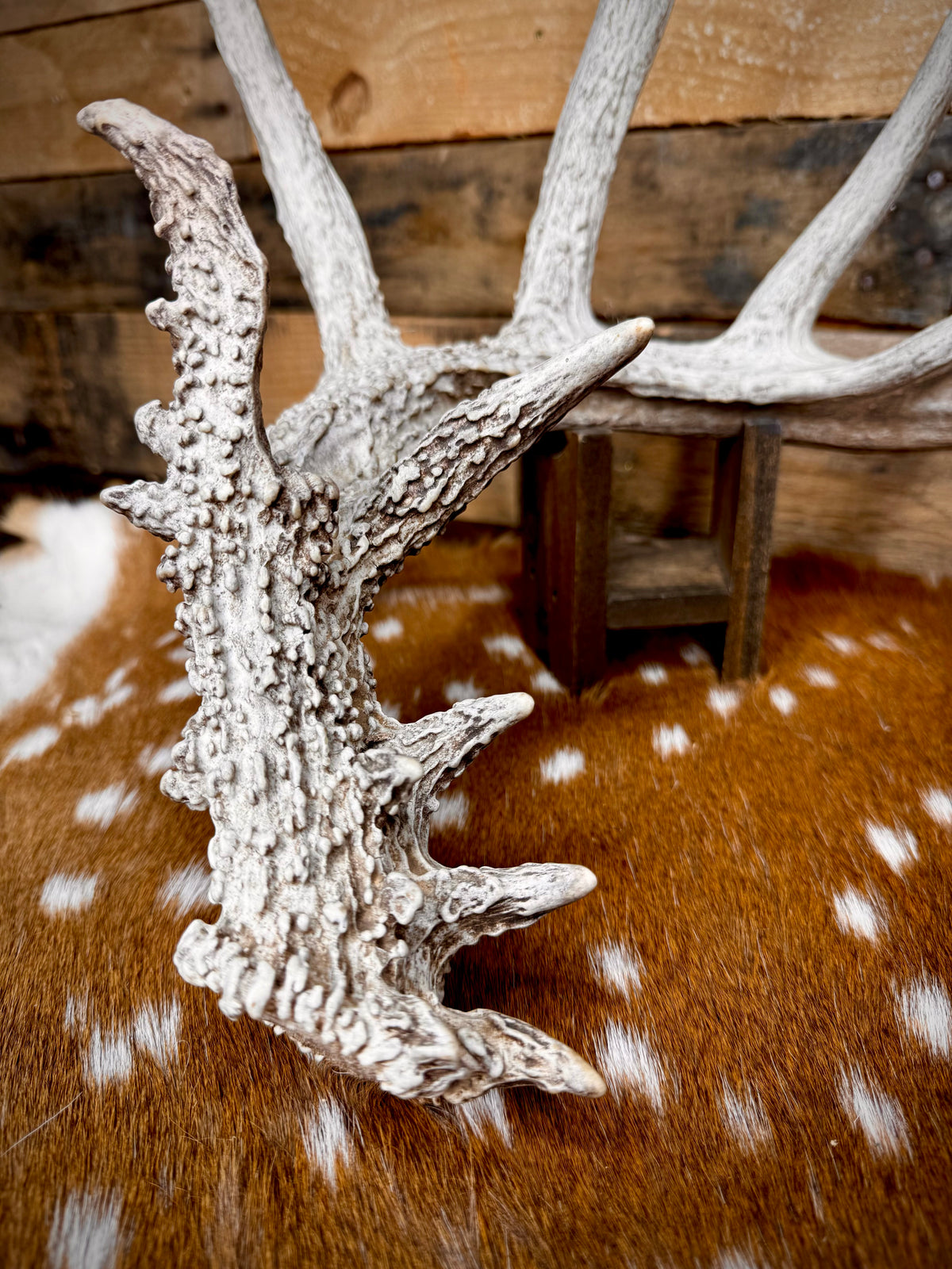 195" Matching Trophy Whitetail Sheds | 20 Points | Exceptional Character | Weathered