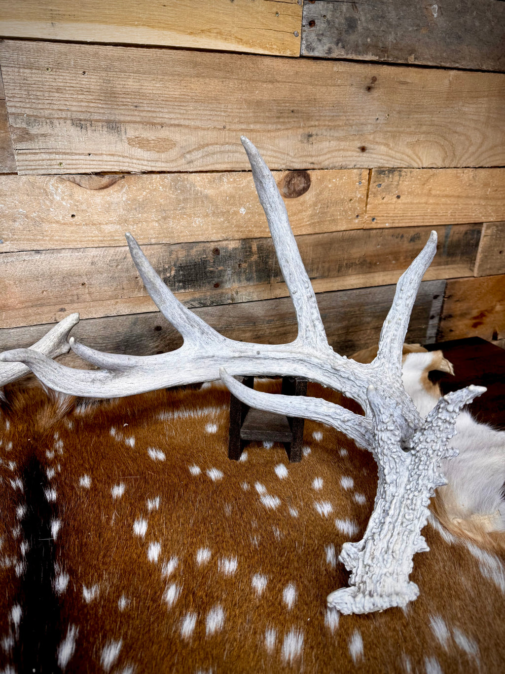 195" Matching Trophy Whitetail Sheds | 20 Points | Exceptional Character | Weathered