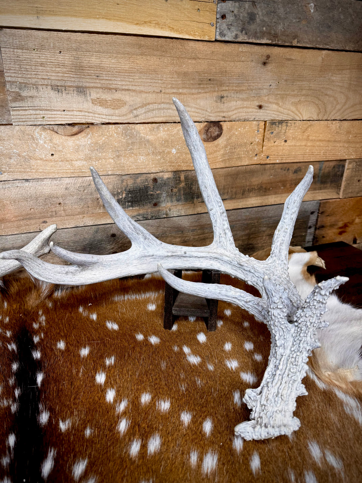 195" Matching Trophy Whitetail Sheds | 20 Points | Exceptional Character | Weathered