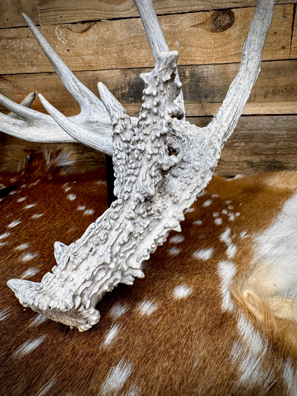 195" Matching Trophy Whitetail Sheds | 20 Points | Exceptional Character | Weathered