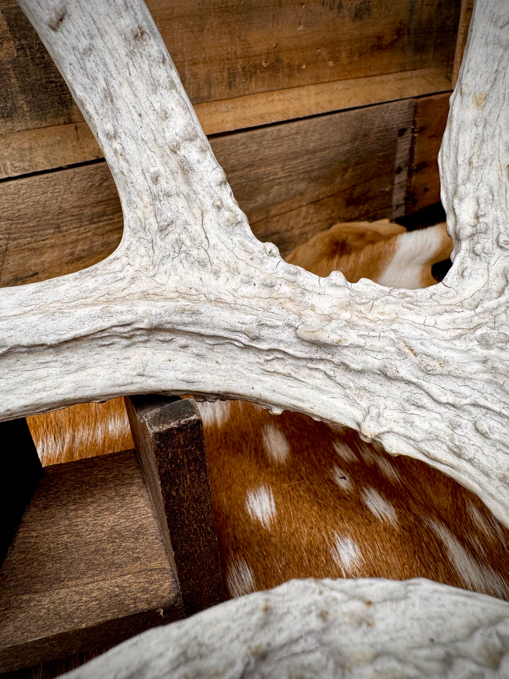 195" Matching Trophy Whitetail Sheds | 20 Points | Exceptional Character | Weathered