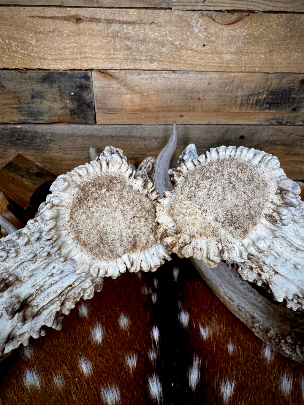 195" Matching Trophy Whitetail Sheds | 20 Points | Exceptional Character | Weathered