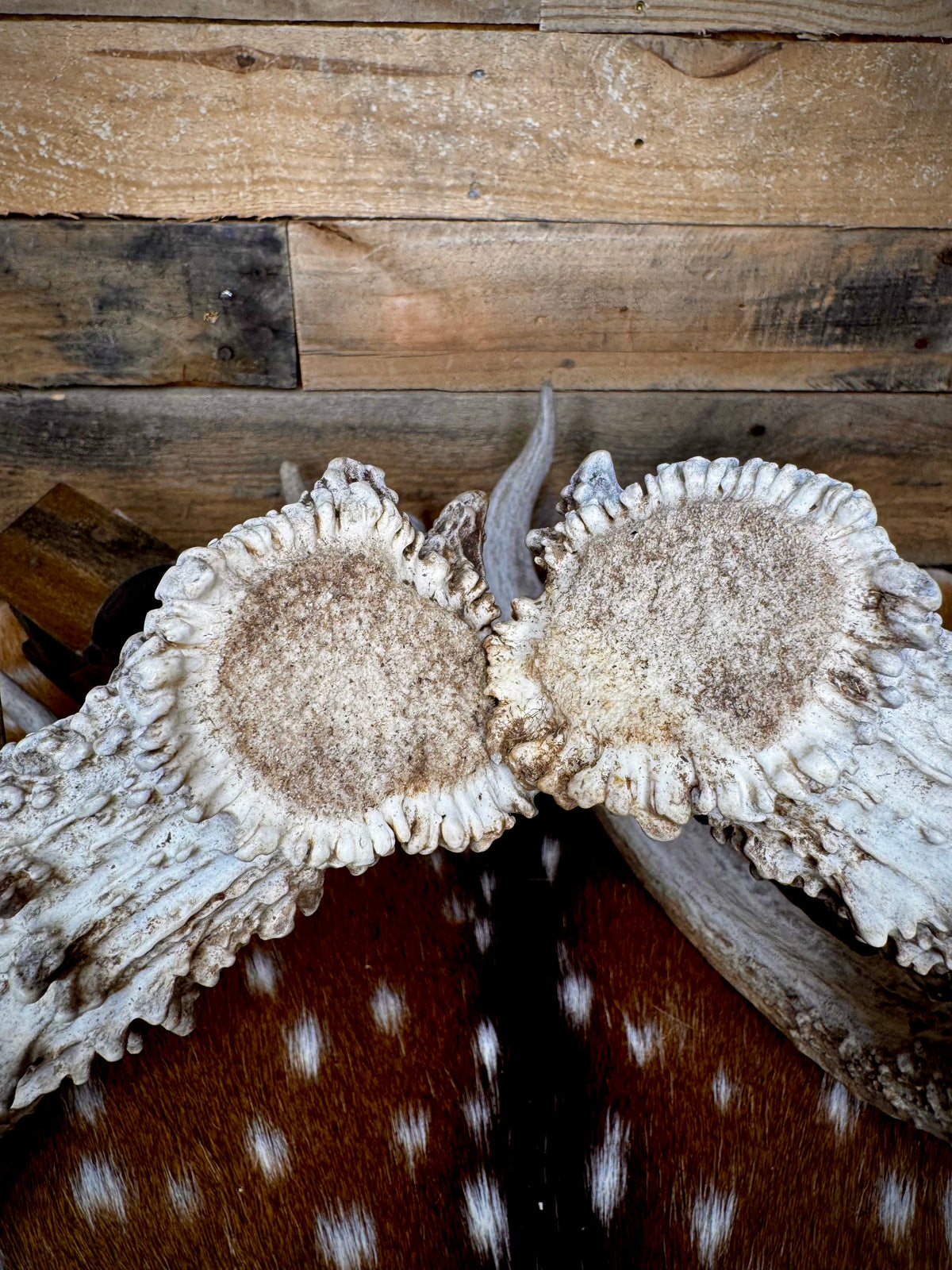 195" Matching Trophy Whitetail Sheds | 20 Points | Exceptional Character | Weathered