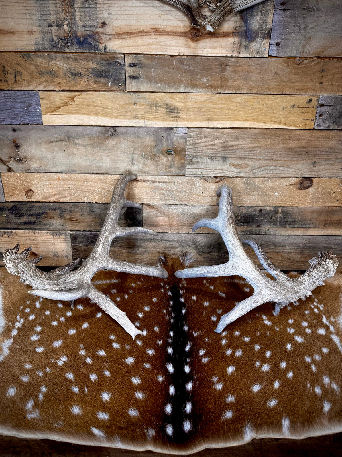 195" Matching Trophy Whitetail Sheds | 20 Points | Exceptional Character | Weathered