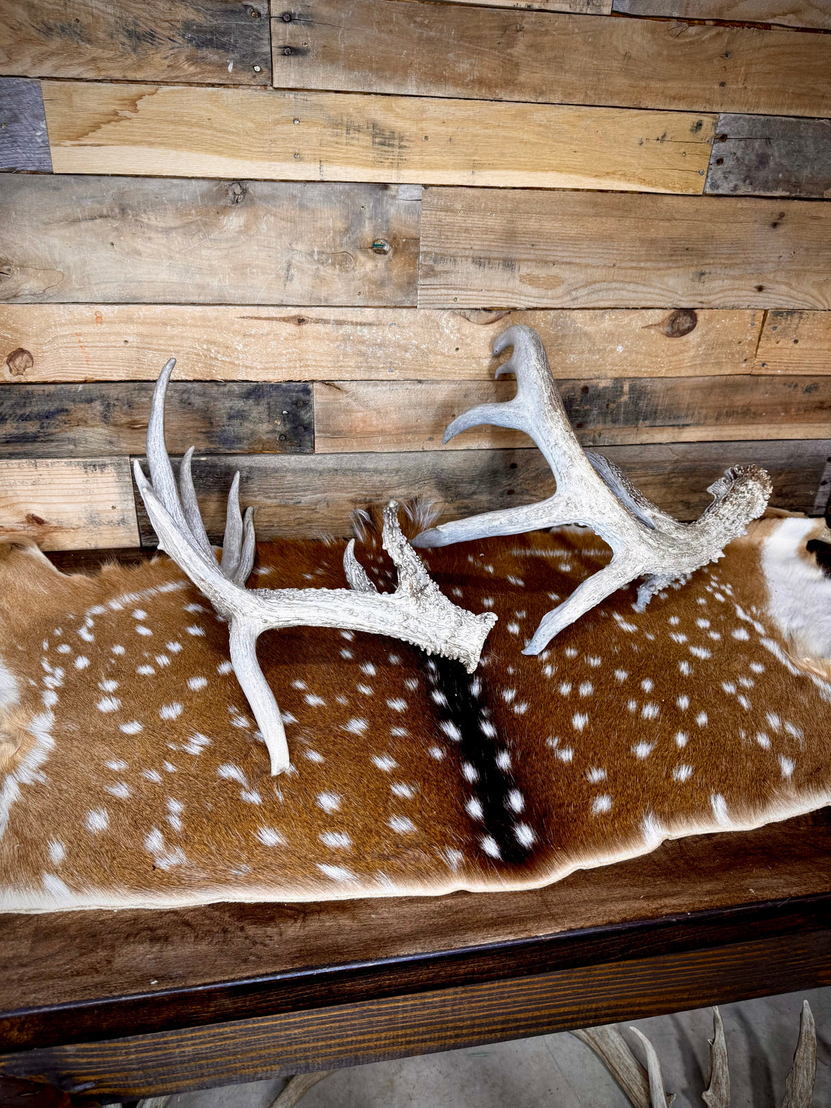 195" Matching Trophy Whitetail Sheds | 20 Points | Exceptional Character | Weathered