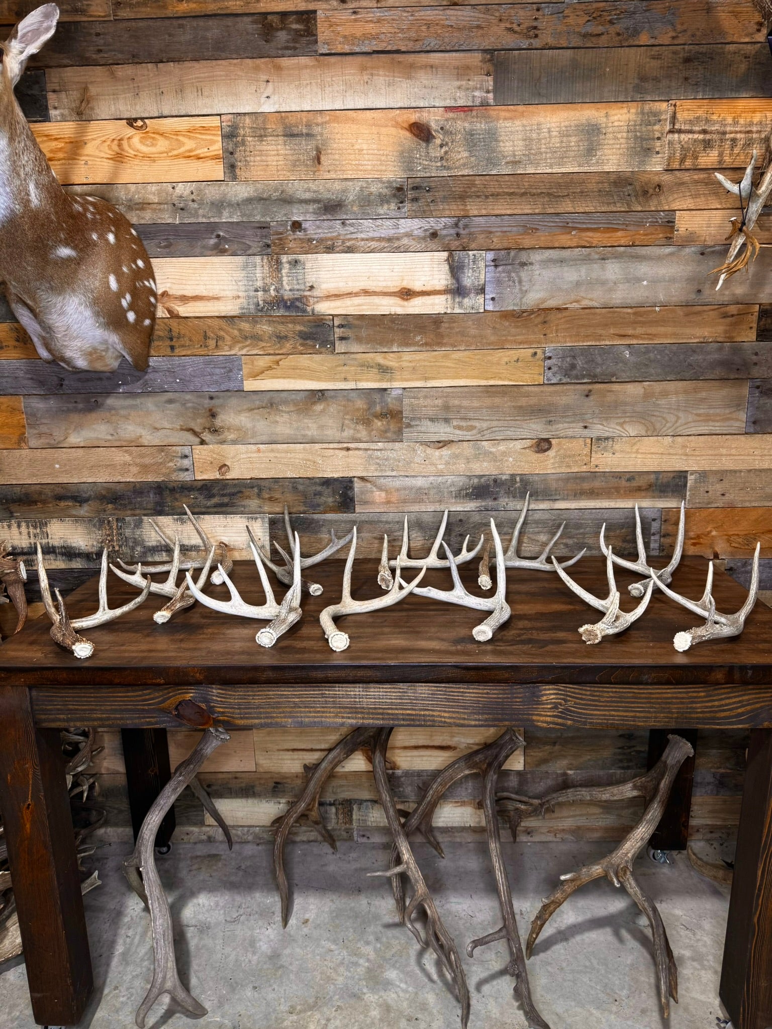 Table Top Antler Decor Packages -12 or 24 Small/Medium Whitetail Antlers