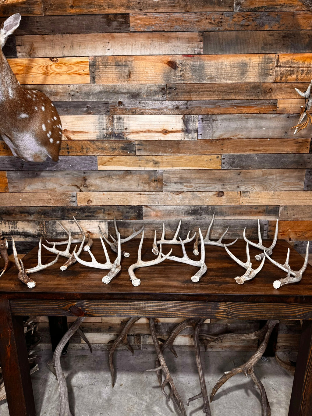 Table Top Antler Decor Packages -12 or 24 Small/Medium Whitetail Antlers