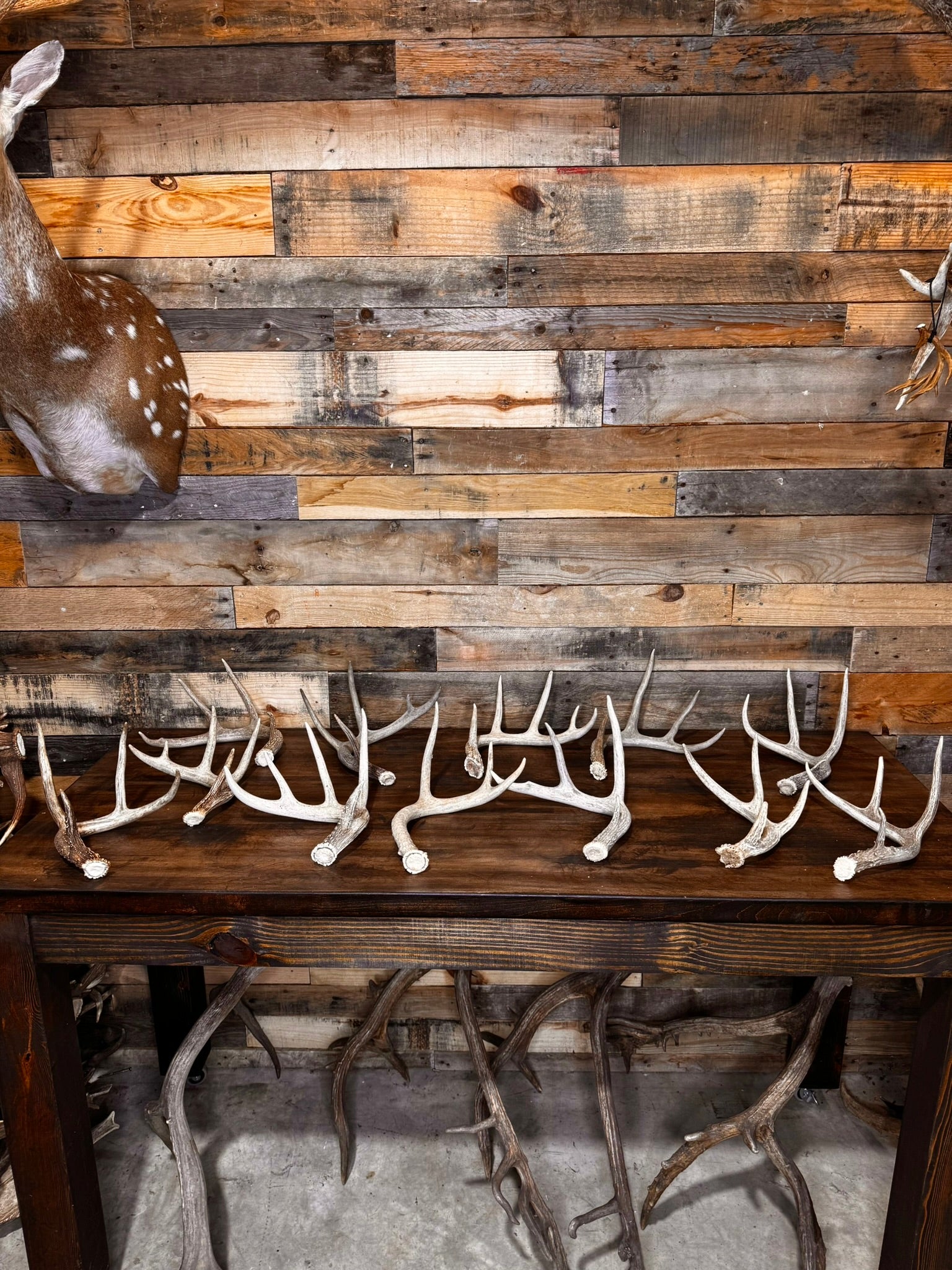 Table Top Antler Decor Packages -12 or 24 Small/Medium Whitetail Antlers