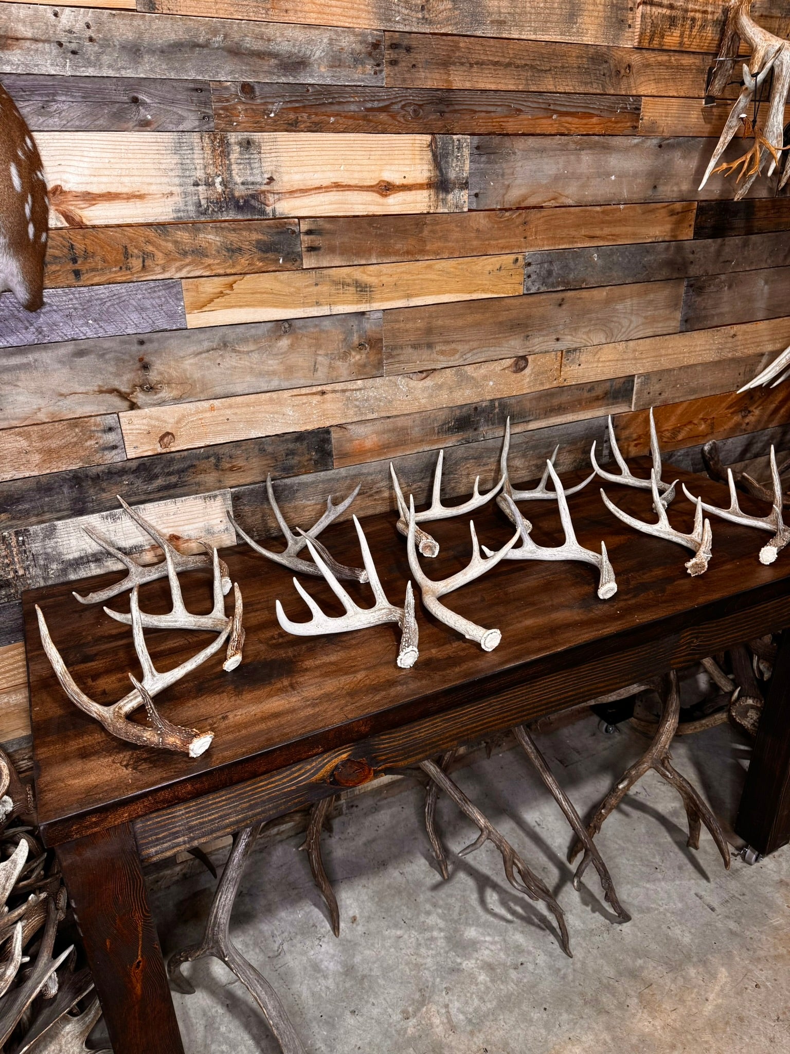 Table Top Antler Decor Packages -12 or 24 Small/Medium Whitetail Antlers
