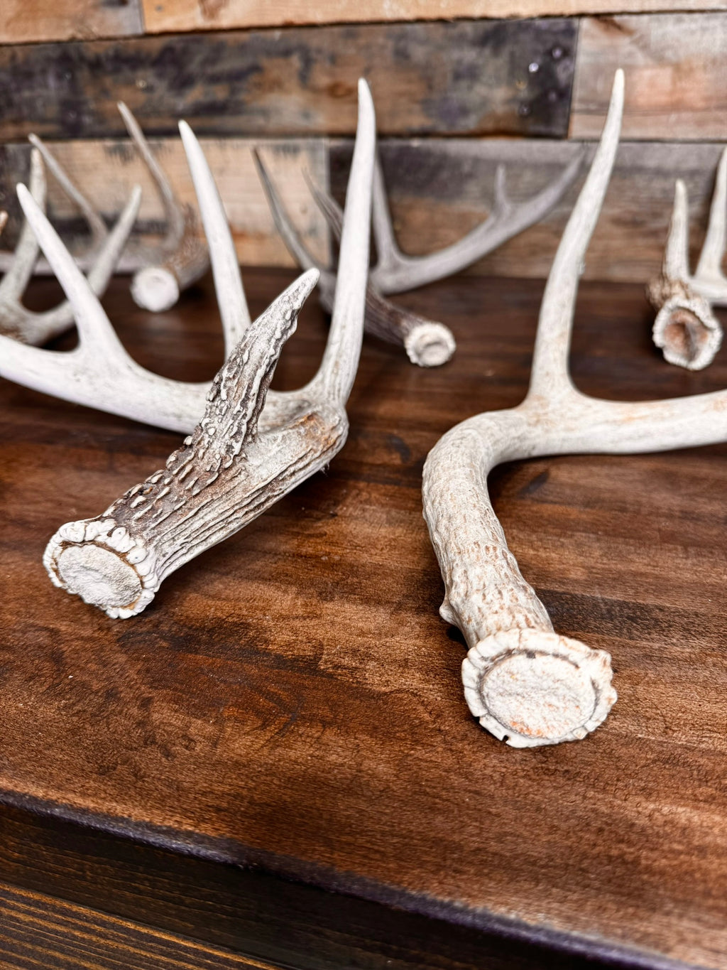 Table Top Antler Decor Packages -12 or 24 Small/Medium Whitetail Antlers