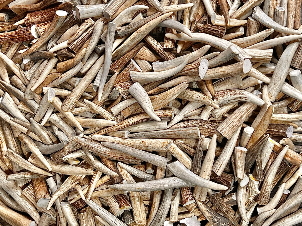 Extra-Small Deer Antler Tips/Tines/Points - 1-4" Long - 12, 24, & 48 Packs