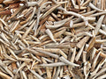 Extra-Small Deer Antler Tips/Tines/Points - 1-4" Long - 12, 24, & 48 Packs