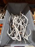 D Grade AXIS Deer Antler Sheds - 5 or 10 Pounds - Heavily Weathered But Solid Antlers
