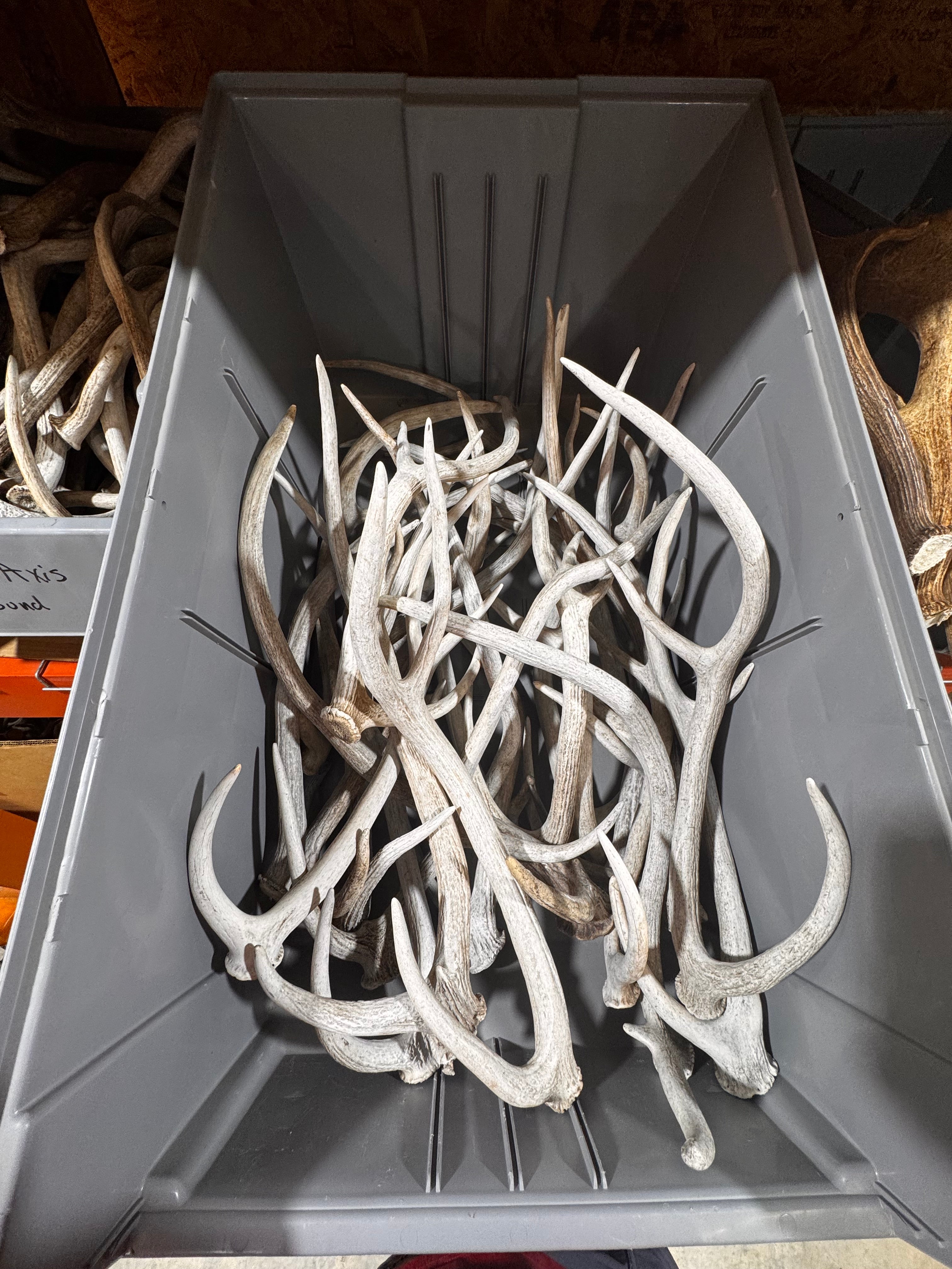 D Grade AXIS Deer Antler Sheds - 5 or 10 Pounds - Heavily Weathered But Solid Antlers