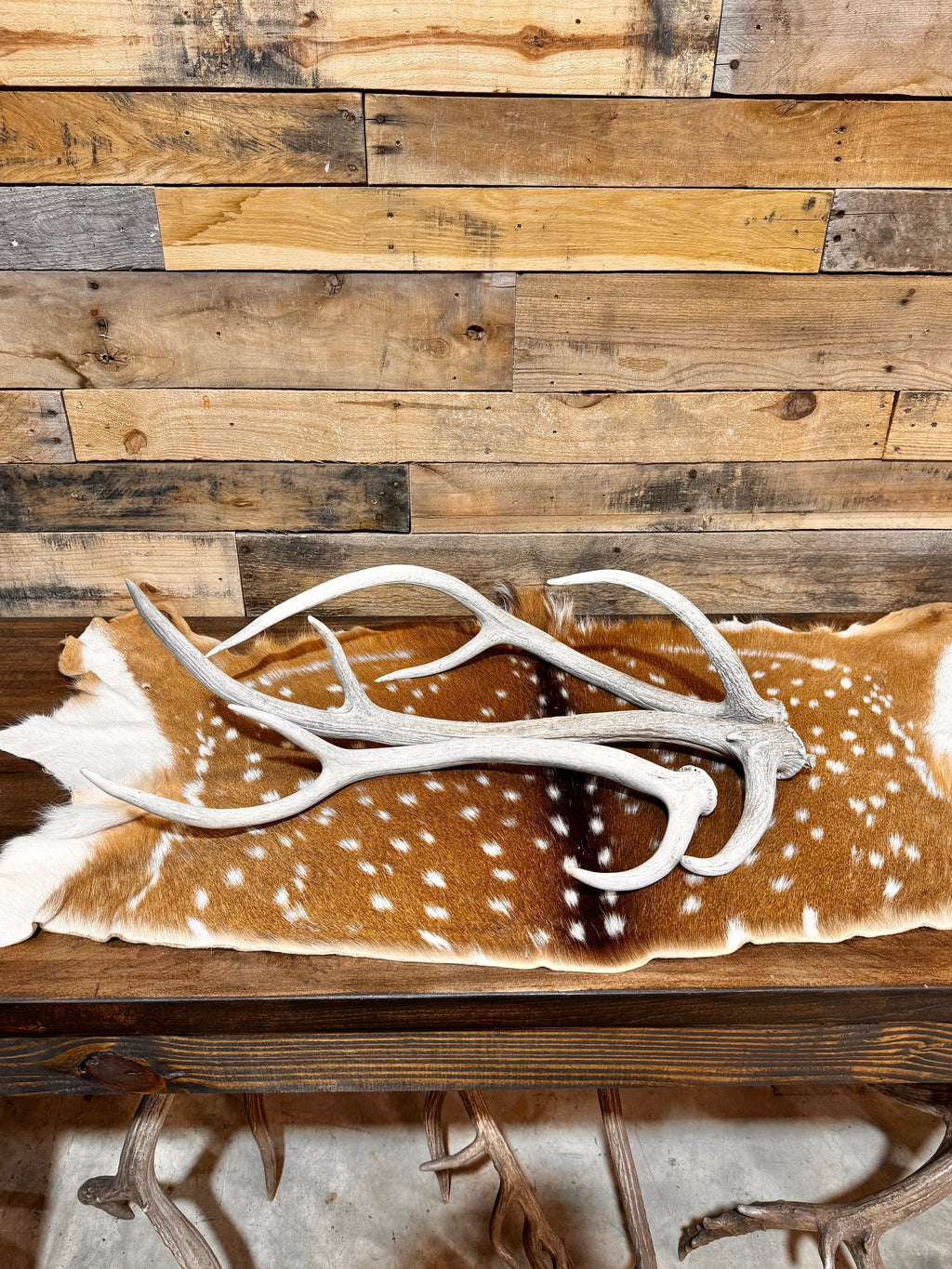 D Grade AXIS Deer Antler Sheds - 5 or 10 Pounds - Heavily Weathered But Solid Antlers