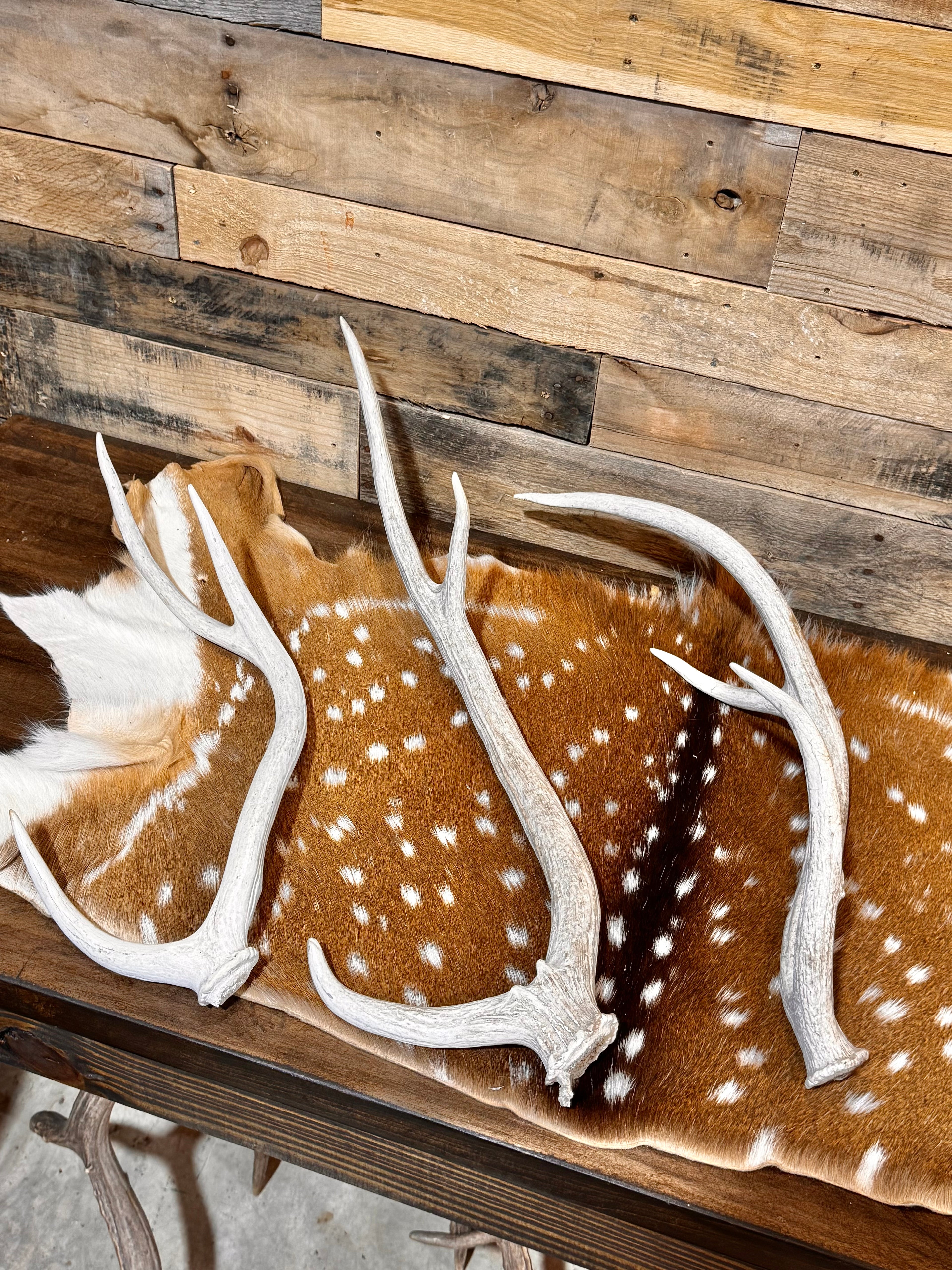 D Grade AXIS Deer Antler Sheds - 5 or 10 Pounds - Heavily Weathered But Solid Antlers
