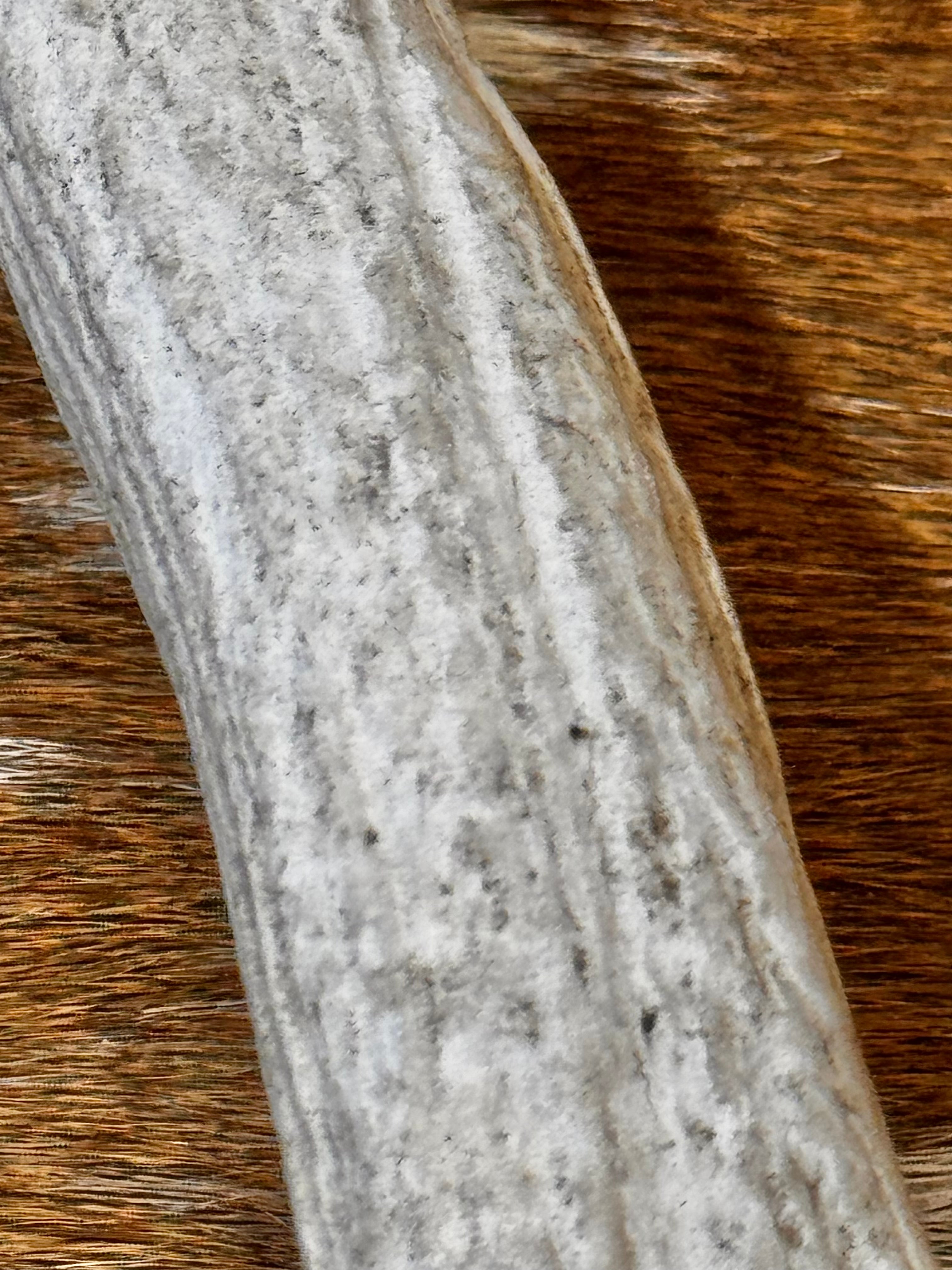 D Grade AXIS Deer Antler Sheds - 5 or 10 Pounds - Heavily Weathered But Solid Antlers