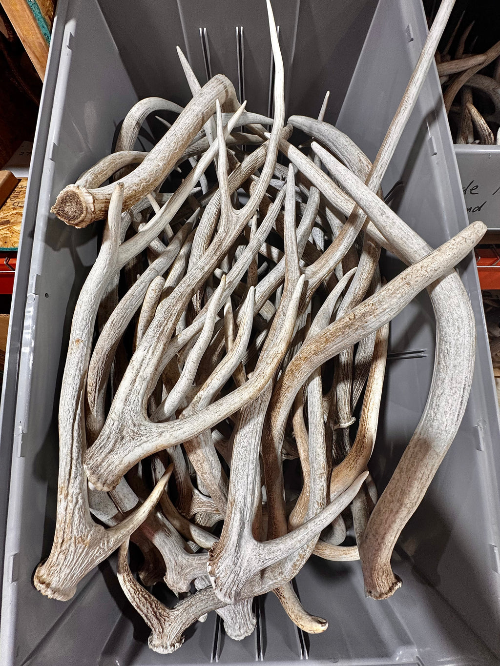 C Grade AXIS Deer Antler Sheds - 5 or 10 Pounds - Lightly Weathered But Solid Antlers, Free Ship