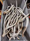 C Grade AXIS Deer Antler Sheds - 5 or 10 Pounds - Lightly Weathered But Solid Antlers, Free Ship