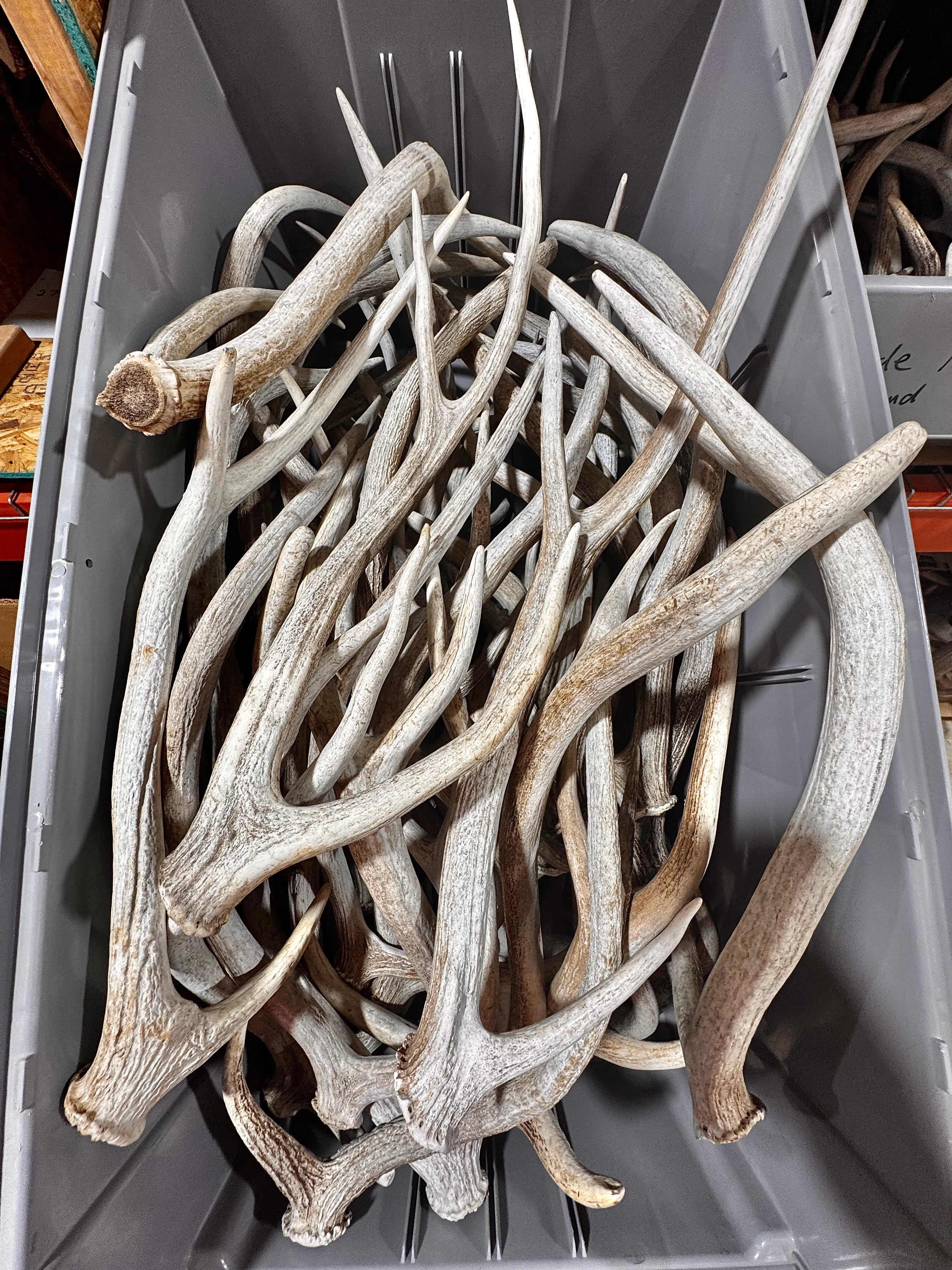 C Grade AXIS Deer Antler Sheds - 5 or 10 Pounds - Lightly Weathered But Solid Antlers, Free Ship