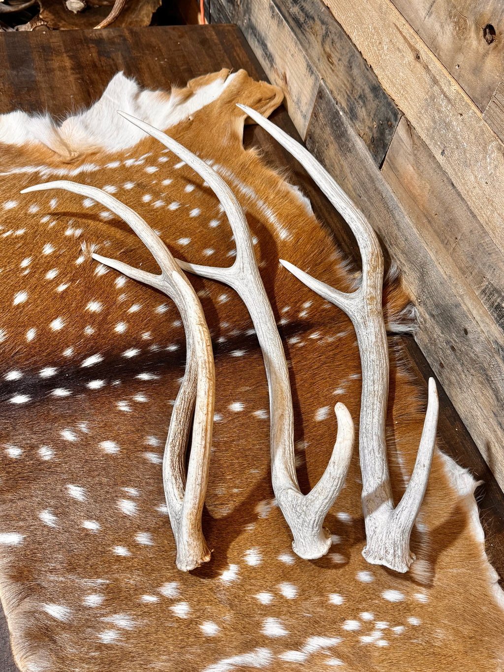 C Grade AXIS Deer Antler Sheds - 5 or 10 Pounds - Lightly Weathered But Solid Antlers, Free Ship