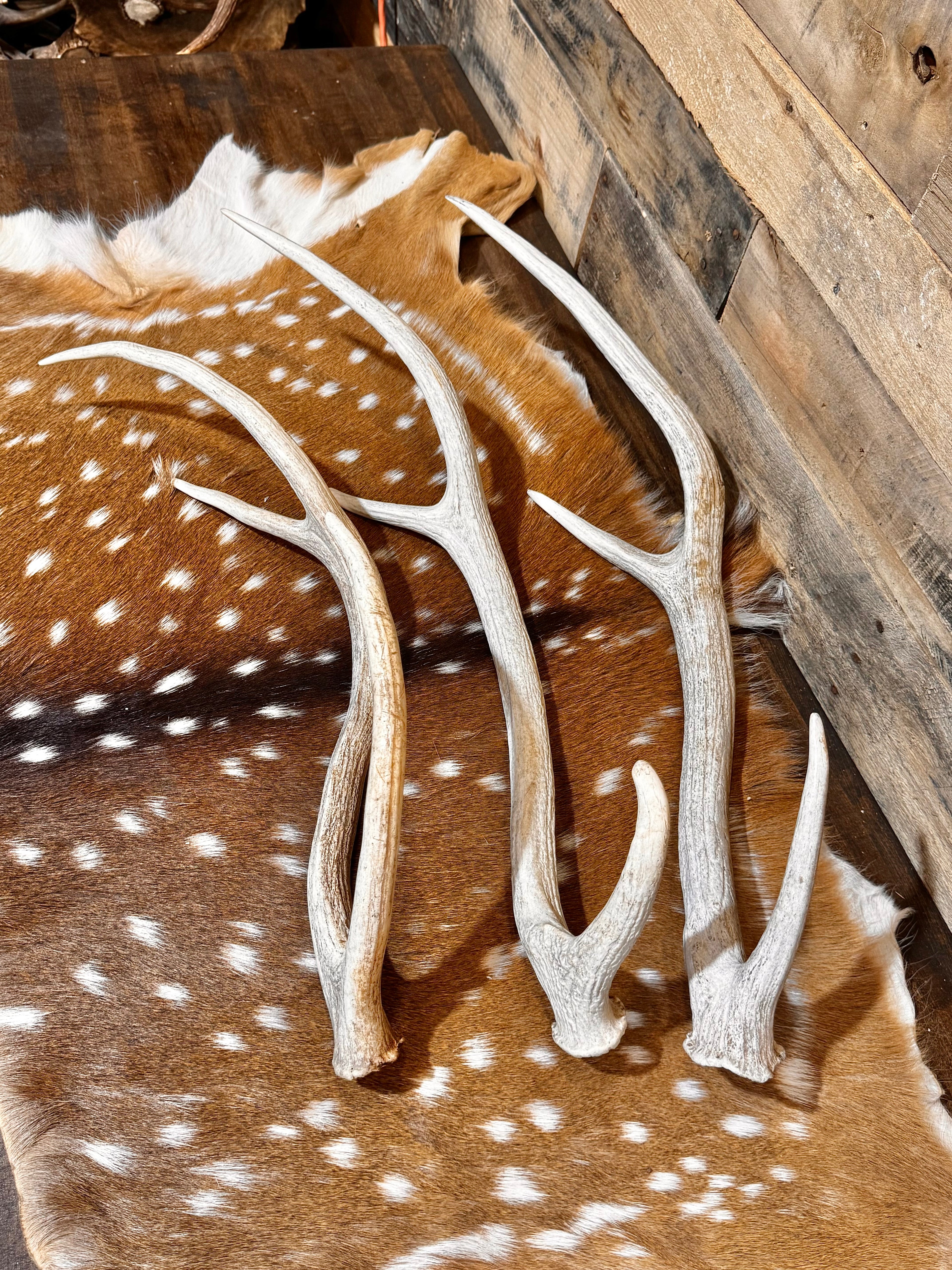 C Grade AXIS Deer Antler Sheds - 5 or 10 Pounds - Lightly Weathered But Solid Antlers, Free Ship