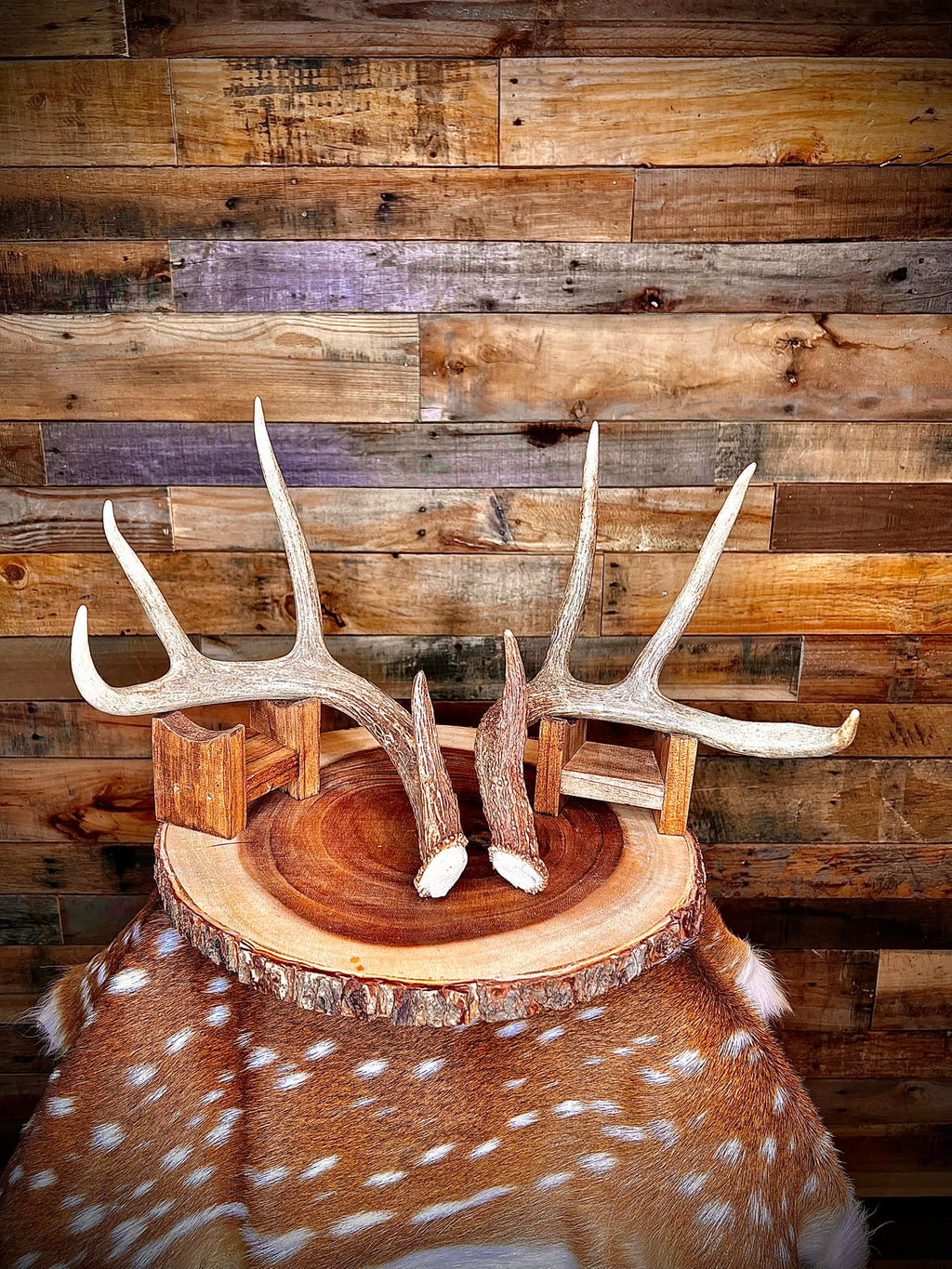 Pair of Non-Matching Whitetail Deer Antler Sheds - A Grade - Choose Size