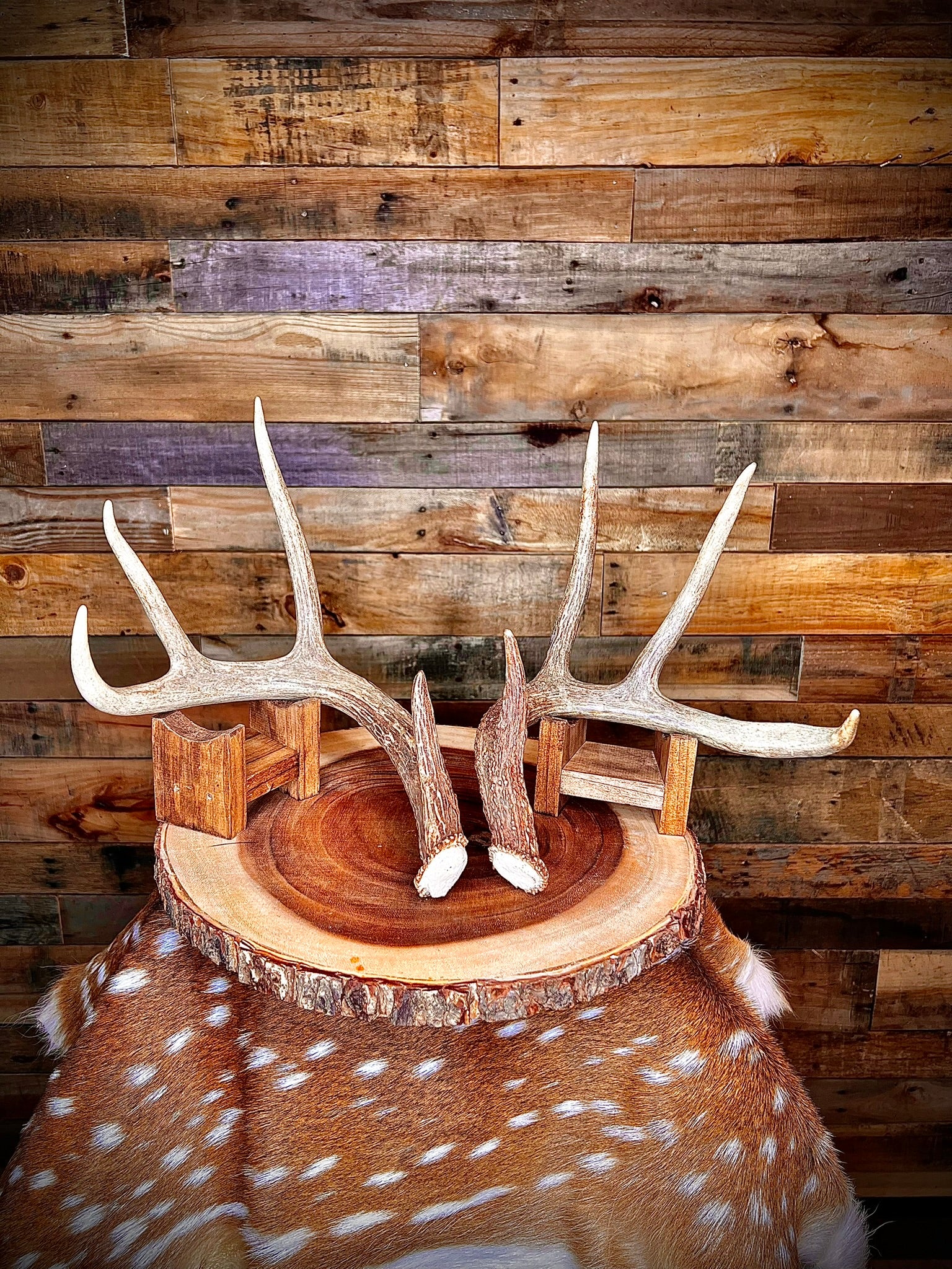 Pair of Non-Matching Whitetail Deer Antler Sheds - A Grade - Choose Size