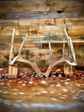 Pair of Non-Matching Whitetail Deer Antler Sheds - A Grade - Choose Size