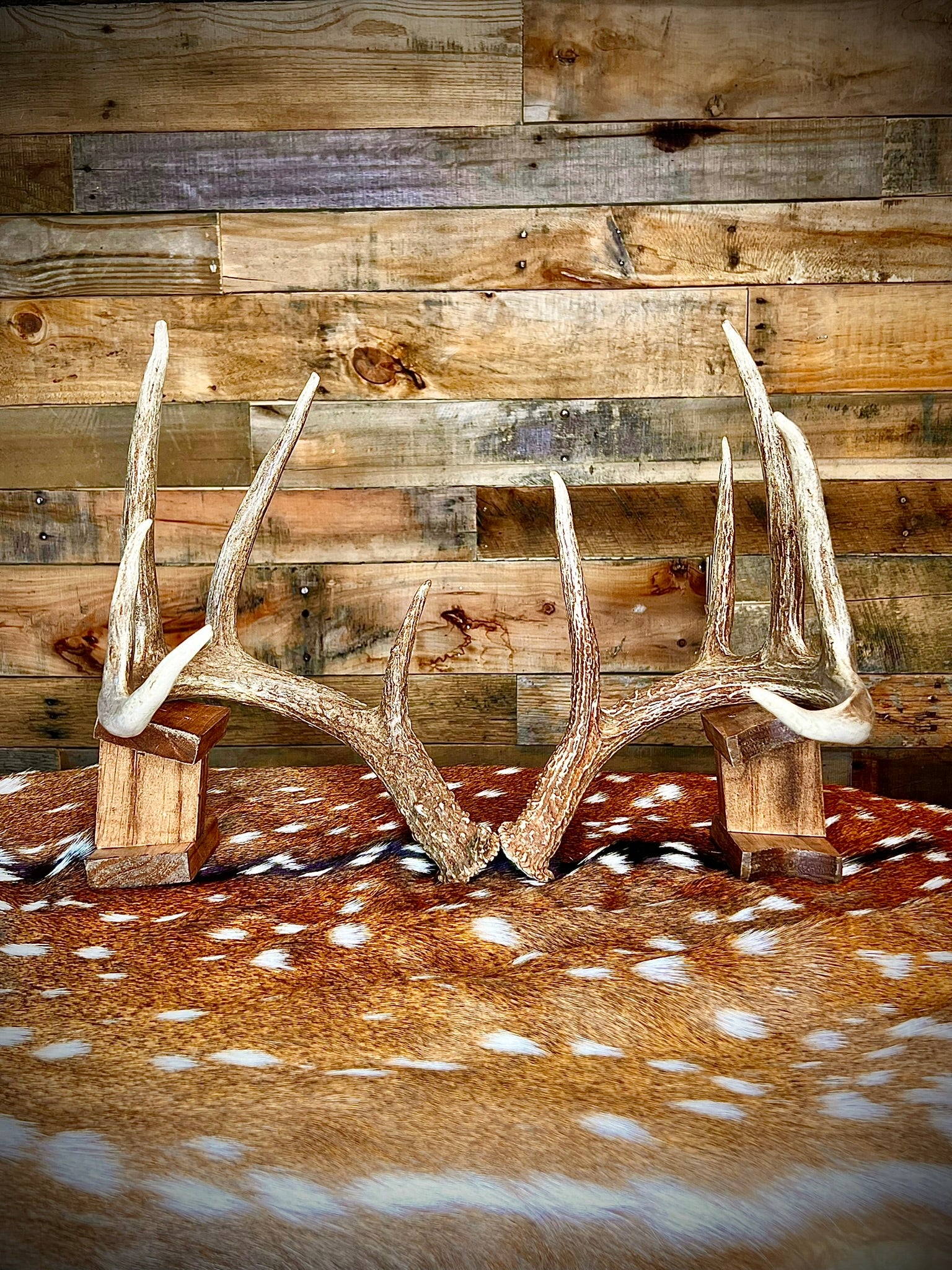 Pair of Non-Matching Whitetail Deer Antler Sheds - A Grade - Choose Size