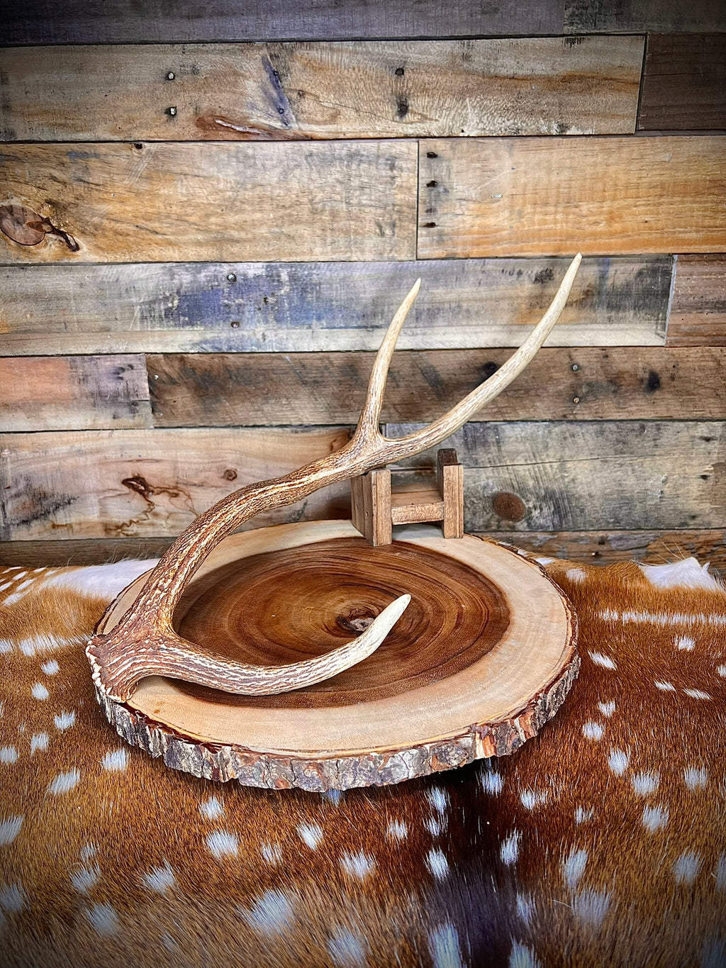 XL Axis Deer Antler Sheds, 26-30" Long – A Grade - Choose Quantity