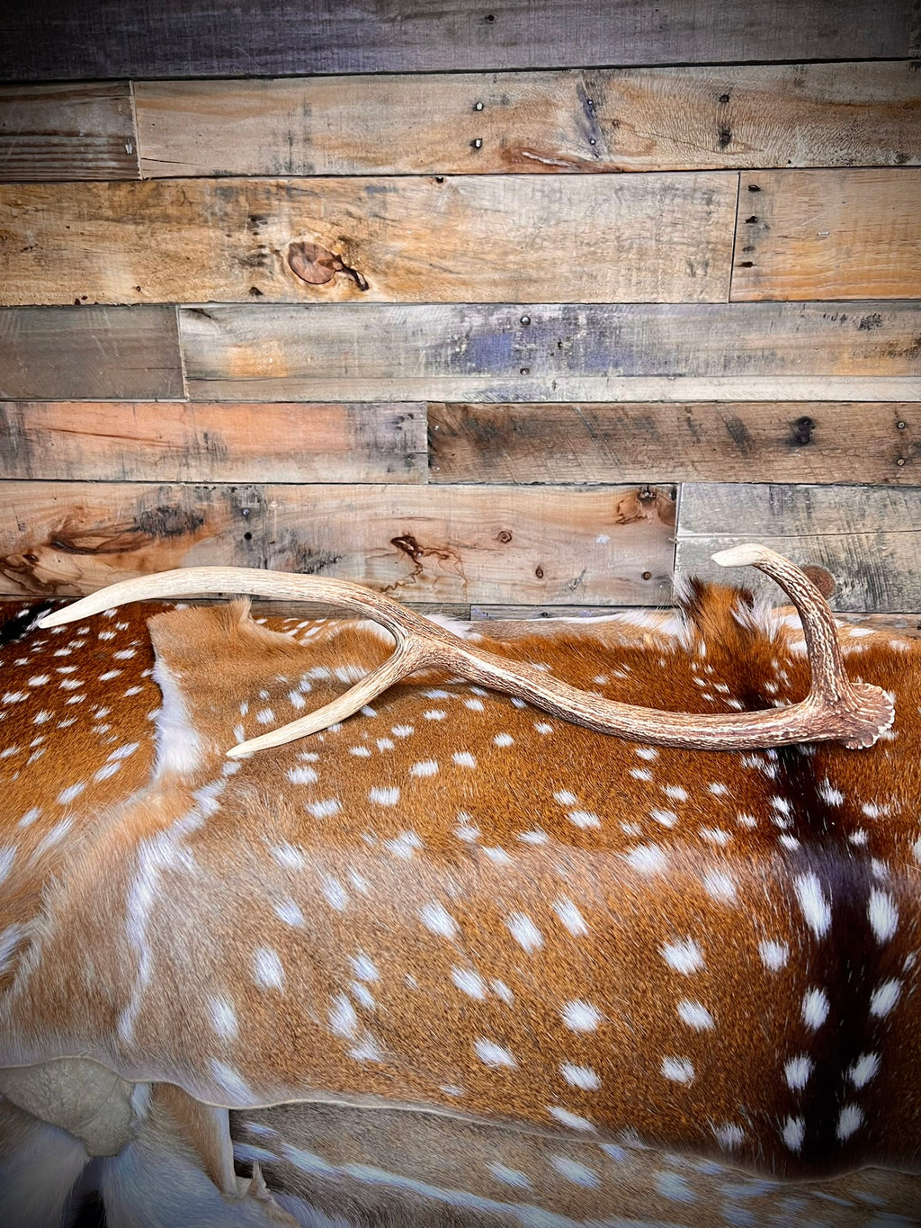 XL Axis Deer Antler Sheds, 26-30" Long – A Grade - Choose Quantity