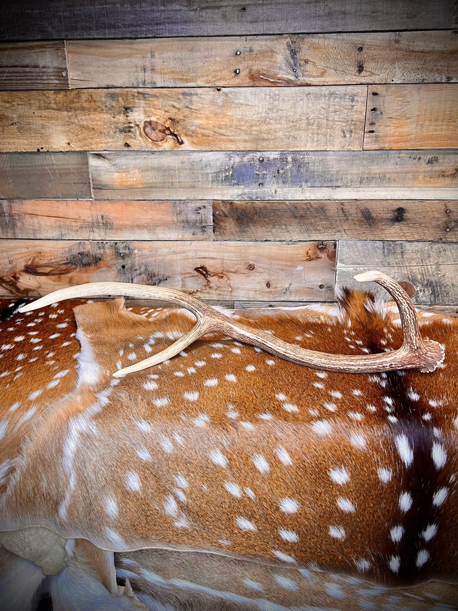 XL Axis Deer Antler Sheds, 26-30" Long – A Grade - Choose Quantity