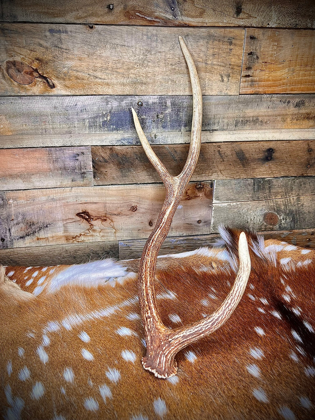 XL Axis Deer Antler Sheds, 26-30" Long – A Grade - Choose Quantity