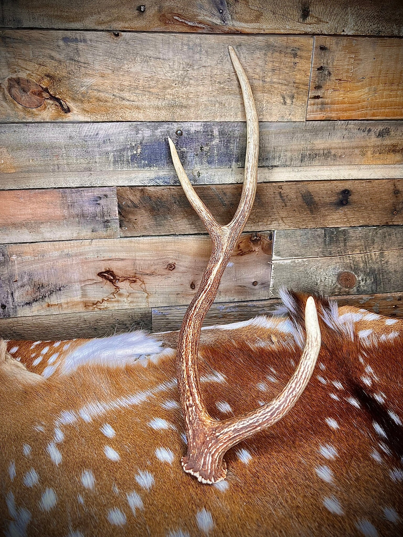 XL Axis Deer Antler Sheds, 26-30" Long – A Grade - Choose Quantity