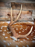 XL Axis Deer Antler Sheds, 26-30" Long – A Grade - Choose Quantity