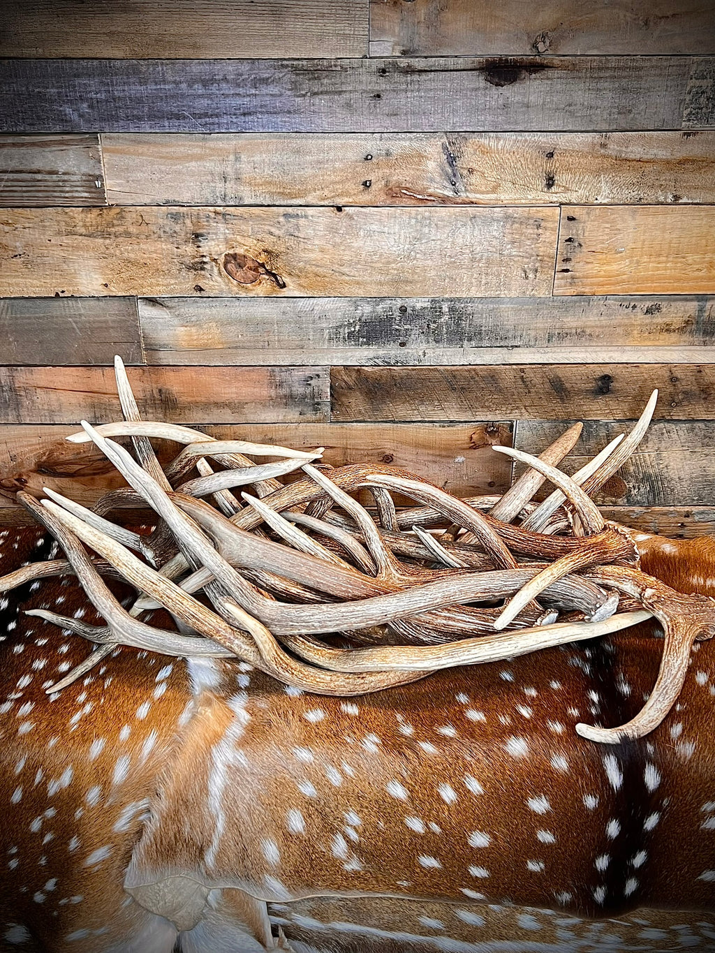 XL Axis Deer Antler Sheds, 26-30" Long – A Grade - Choose Quantity