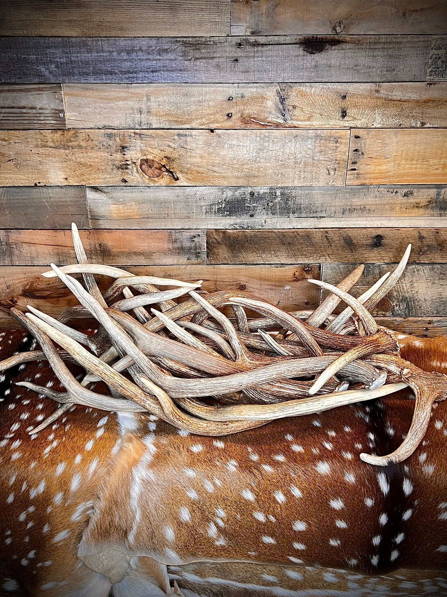 XL Axis Deer Antler Sheds, 26-30" Long – A Grade - Choose Quantity