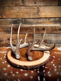 Medium Size Whitetail Deer Antler Sheds - A Grade - Choose Quantity