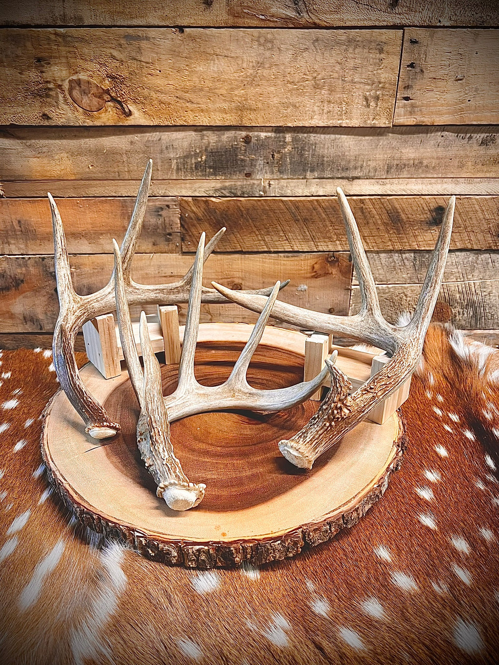 Small Whitetail Deer Antler Sheds, A Grade Quality, Choose Quantity