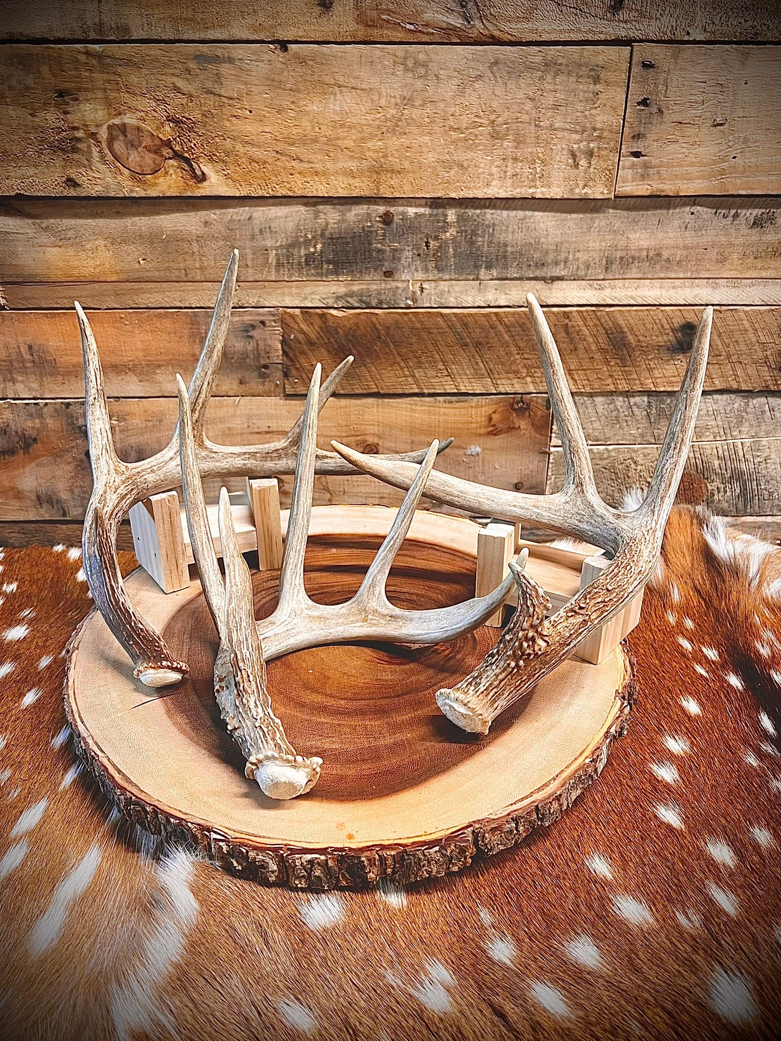 Small Whitetail Deer Antler Sheds, A Grade Quality, Choose Quantity