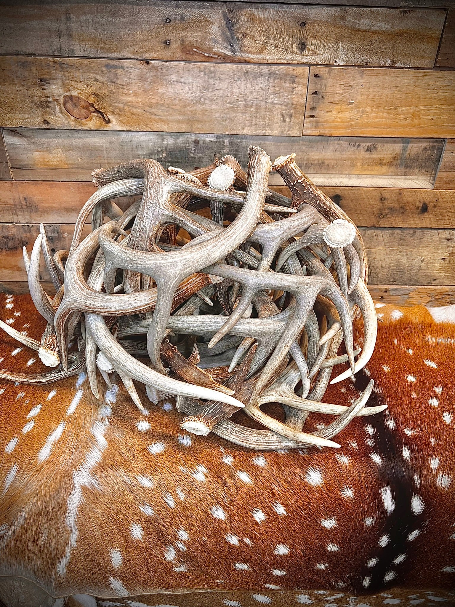Small Whitetail Deer Antler Sheds, A Grade Quality, Choose Quantity