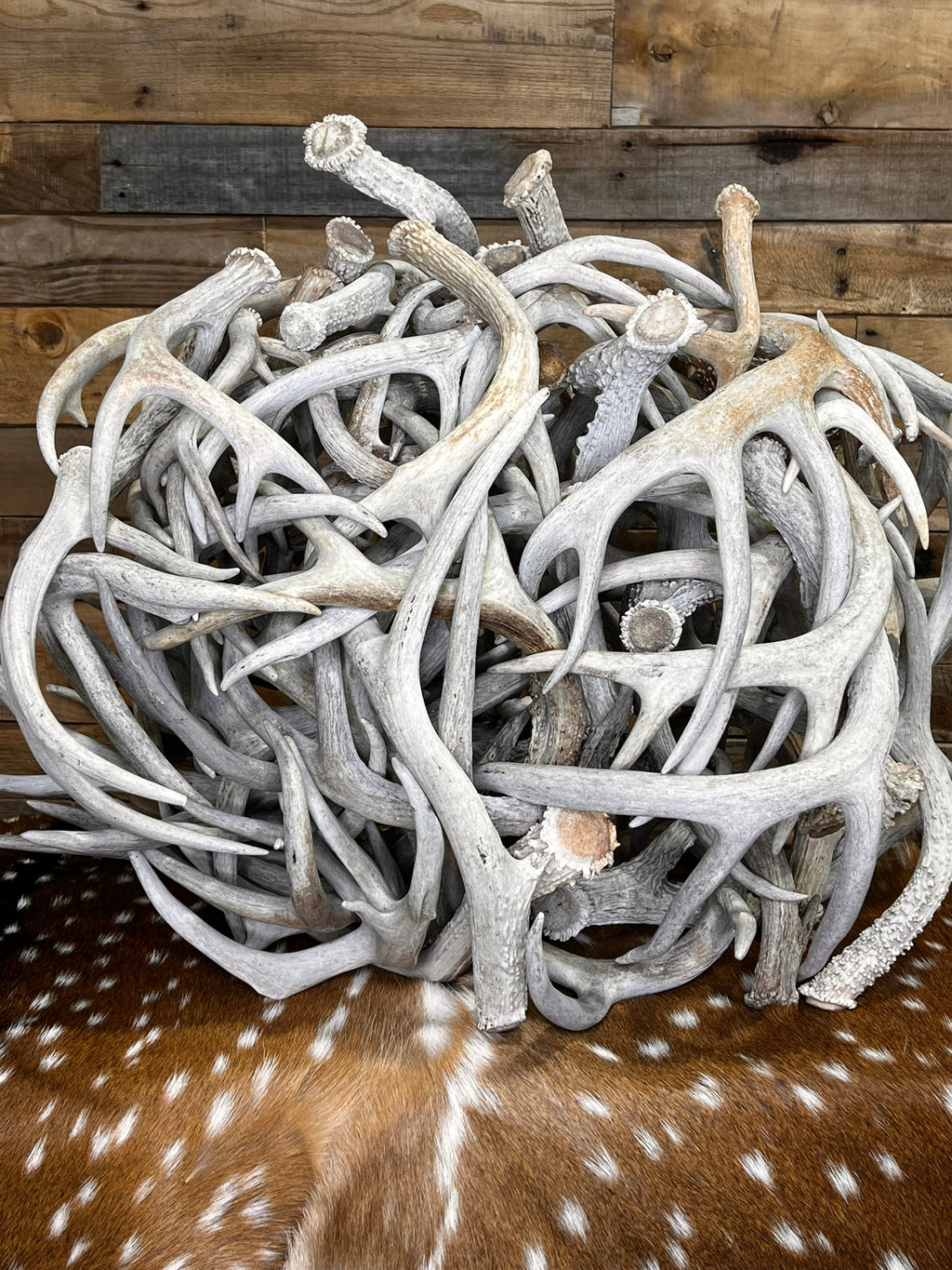 D Grade WHITETAIL Deer Antler Sheds - Heavily Weathered - 5 or 10 Pounds