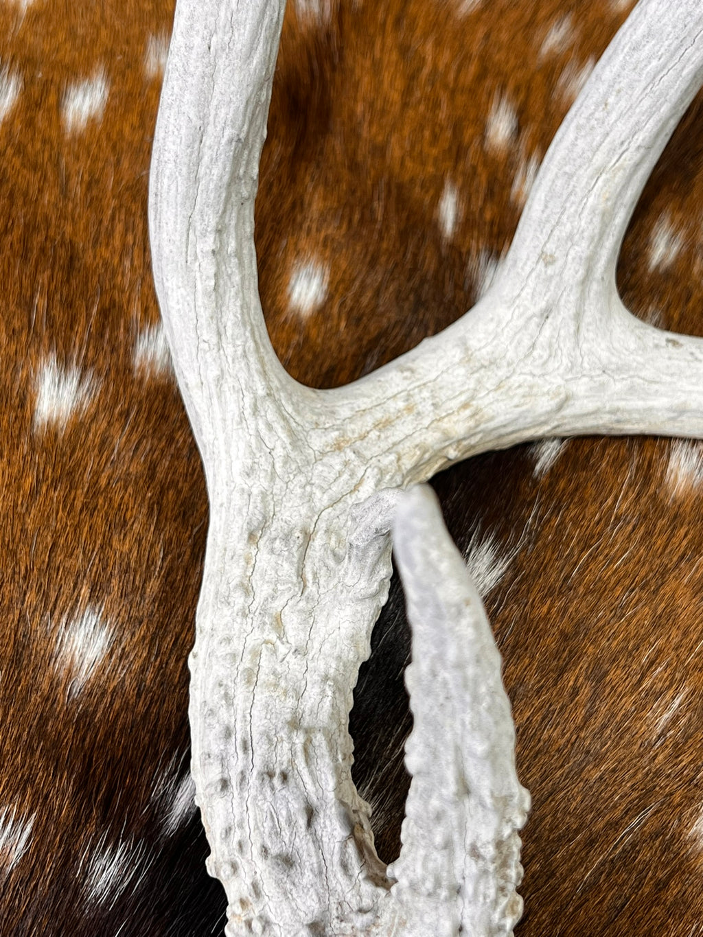 D Grade WHITETAIL Deer Antler Sheds - Heavily Weathered - 5 or 10 Pounds